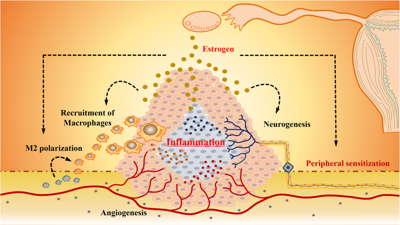 Villainous role of estrogen in macrophage-nerve interaction in ...