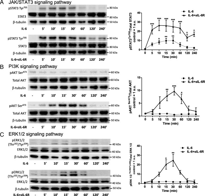 Activation of the JAK/STAT3 and PI3K/AKT pathways are crucial for IL-6 ...