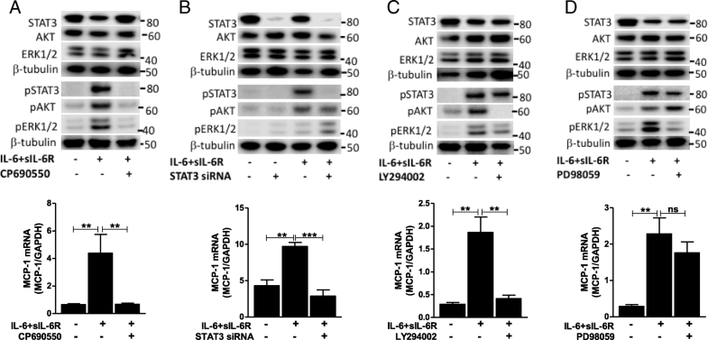 Activation of the JAK/STAT3 and PI3K/AKT pathways are crucial for IL-6 ...