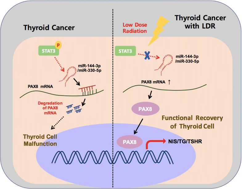 Low dose radiation regulates BRAFinduced thyroid cellular dysfunction