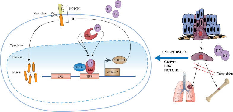Estrogen receptor α-NOTCH1 axis enhances basal stem-like 