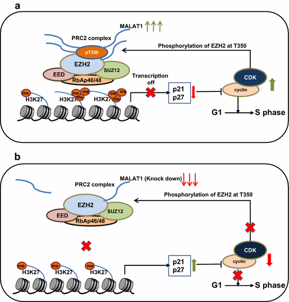 LncRNA MALAT1 promotes development of mantle cell lymphoma by ...