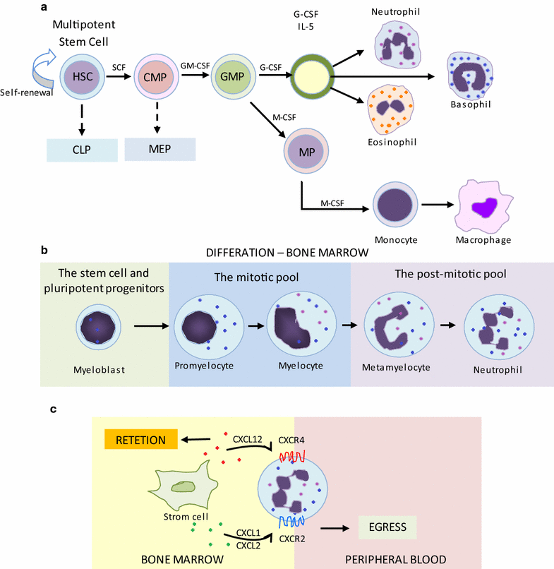 Immune modulation of some autoimmune diseases: the critical role of