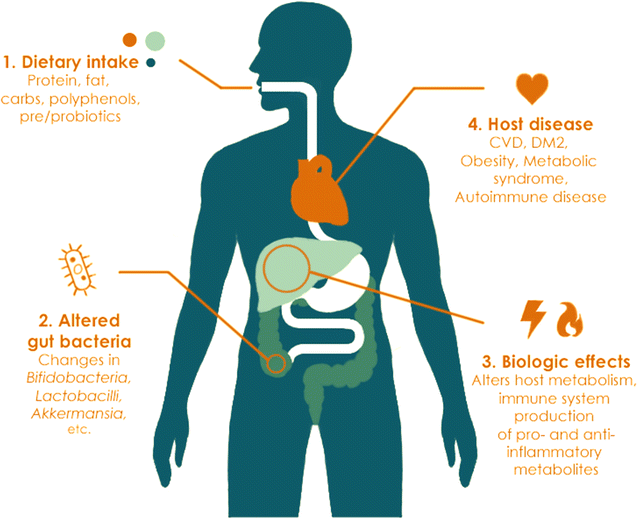 Influence of diet on the gut microbiome and implications for human