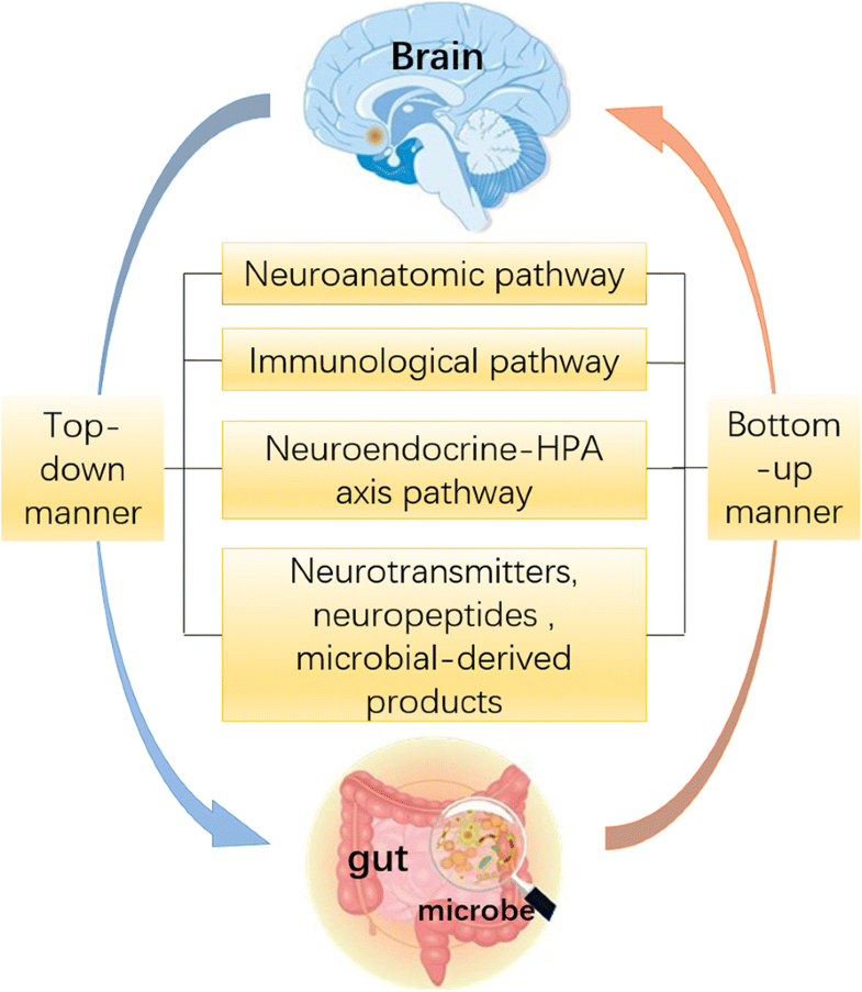 Bidirectional gut-brain-microbiota axis as a potential link between ...