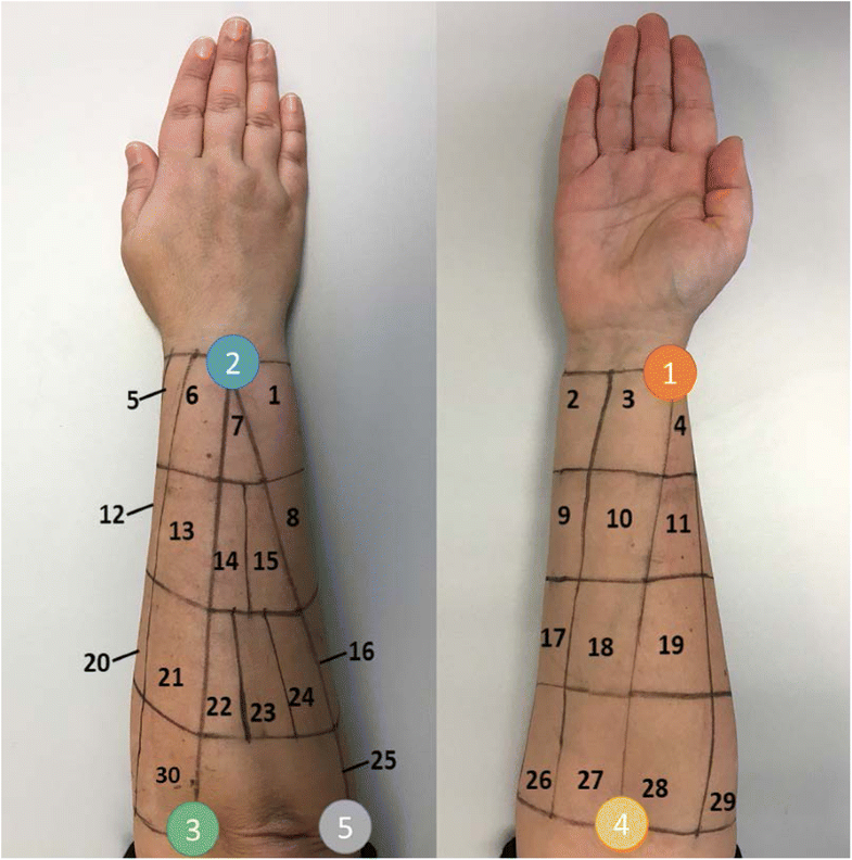 Identification of forearm skin zones with similar muscle activation