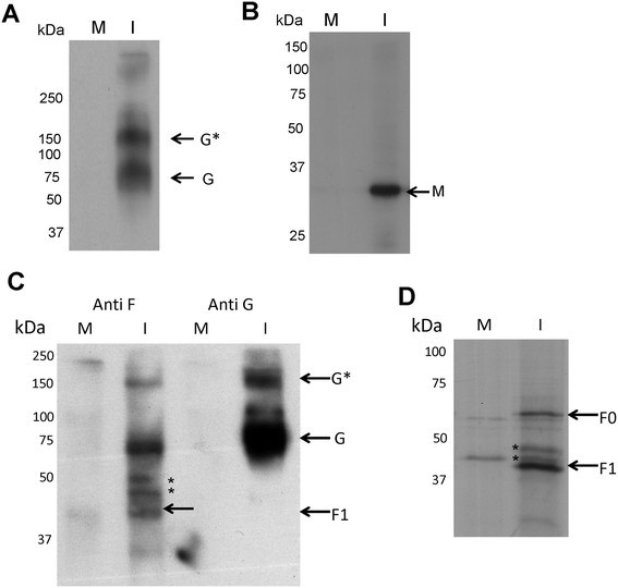 Imaging Analysis Of Human Metapneumovirus Infected Cells Provides Evidence For The Involvement Of F Actin And The Raft Lipid Microdomains In Virus Morphogenesis Springerlink