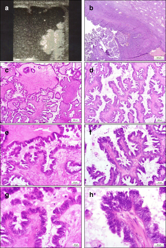 Female sheep name image