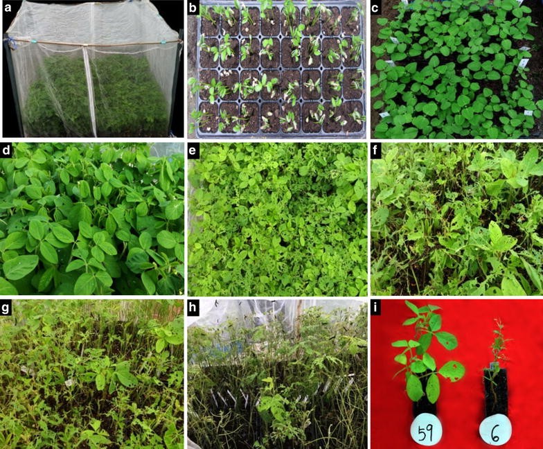 Soybean Pubescence Color Chart