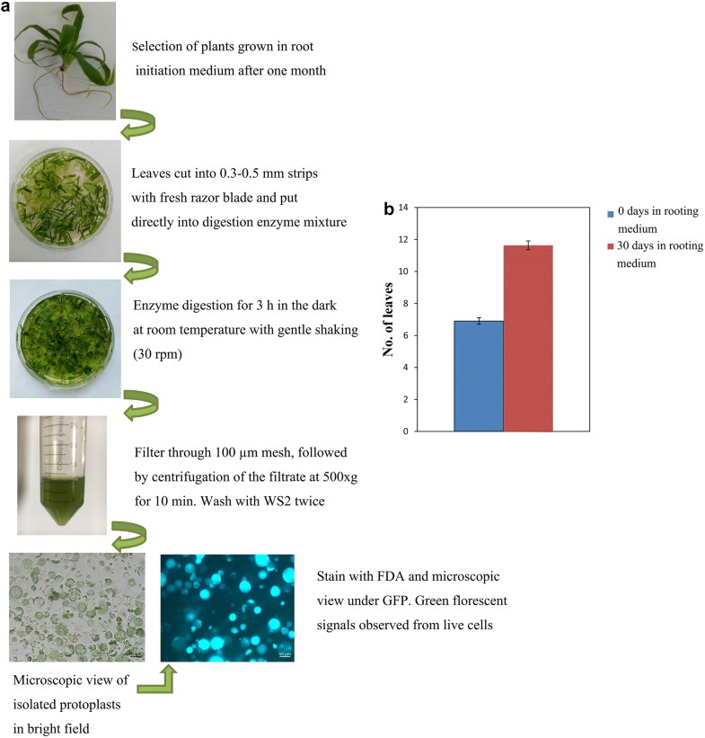 Dna isolation from plant leaf information