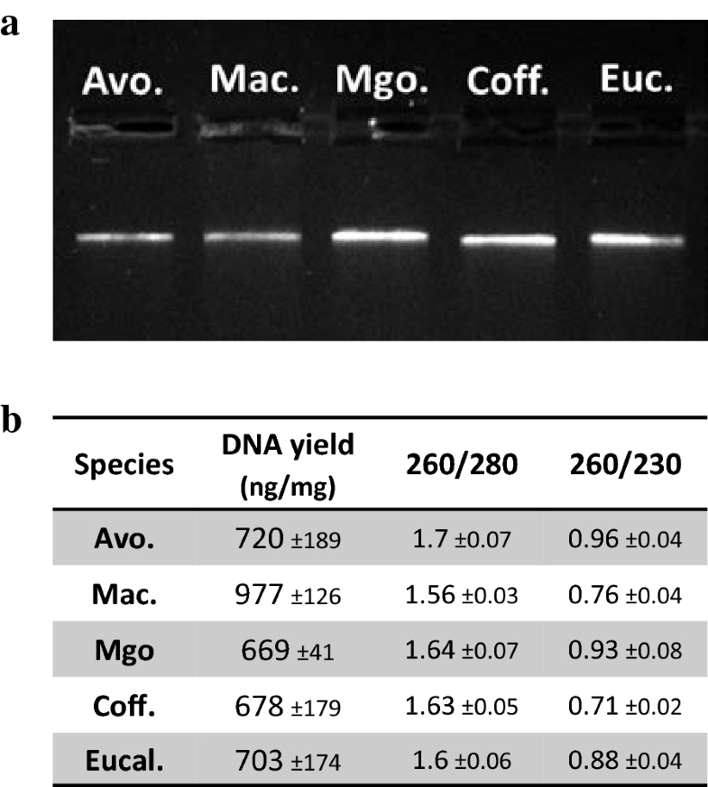 A phenol/chloroformfree method to extract nucleic acids from recalcitrant, woody tropical