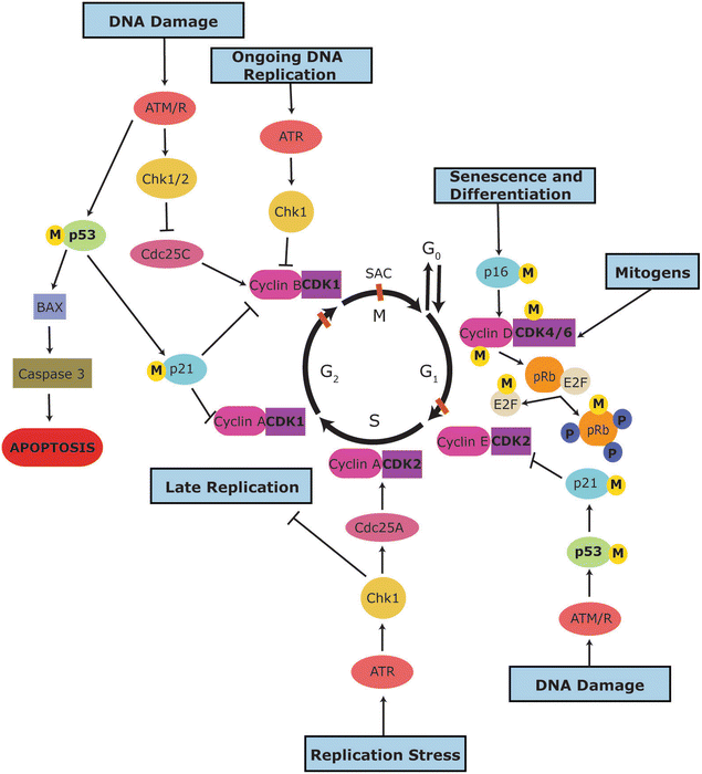 Protein arginine methylation an emerging regulator of the cell cycle