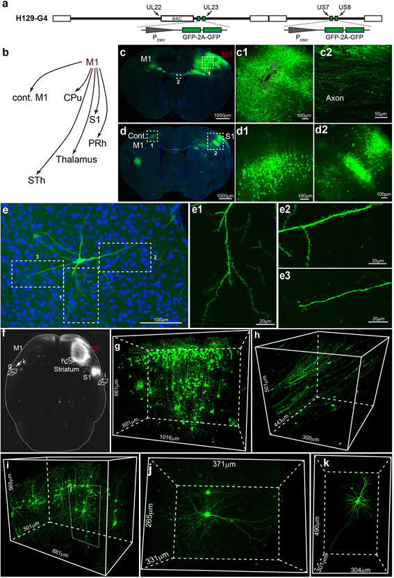Anterograde monosynaptic transneuronal tracers derived ... circuit diagram art 