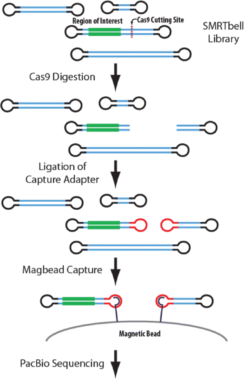 Longread sequencing across the C9orf72 ‘GGGGCC’ repeat expansion