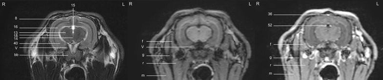 Magnetic resonance imaging anatomy of the rabbit brain at 3 T | Acta