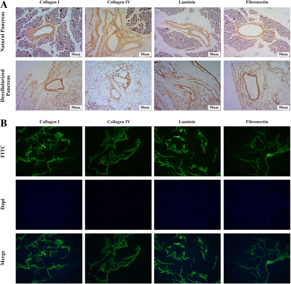 The rat pancreatic body tail as a source of a novel extracellular