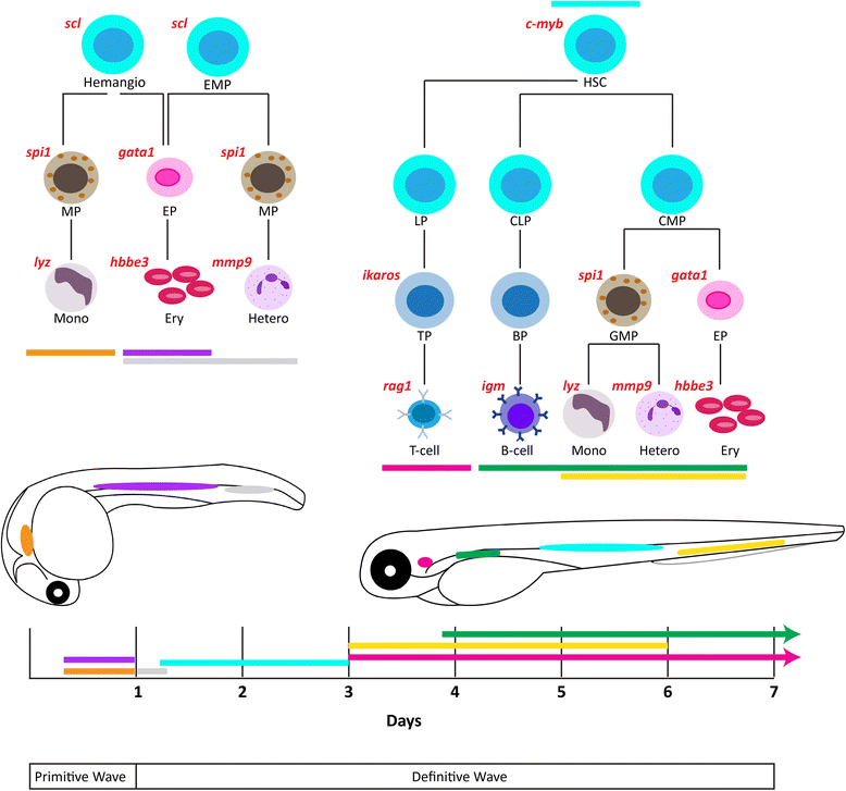 Zebrafish as a model for leukemia and other hematopoietic disorders