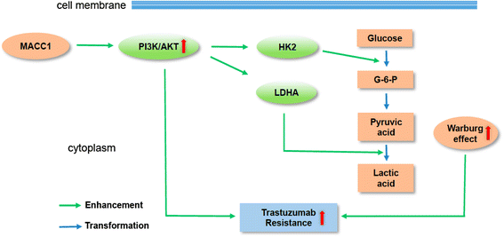 A new mechanism of trastuzumab resistance in gastric ... hairpin rna diagram 