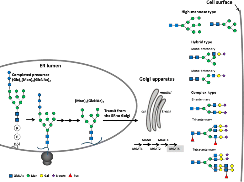 Protein glycosylation in cancers and its potential therapeutic applications in neuroblastoma