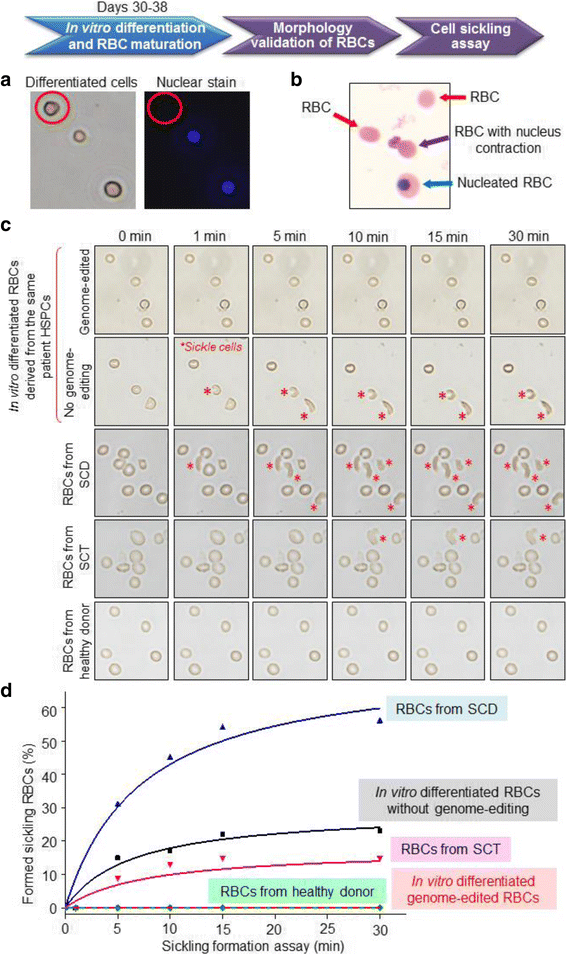 Cellular function reinstitution of offspring red blood cells cloned