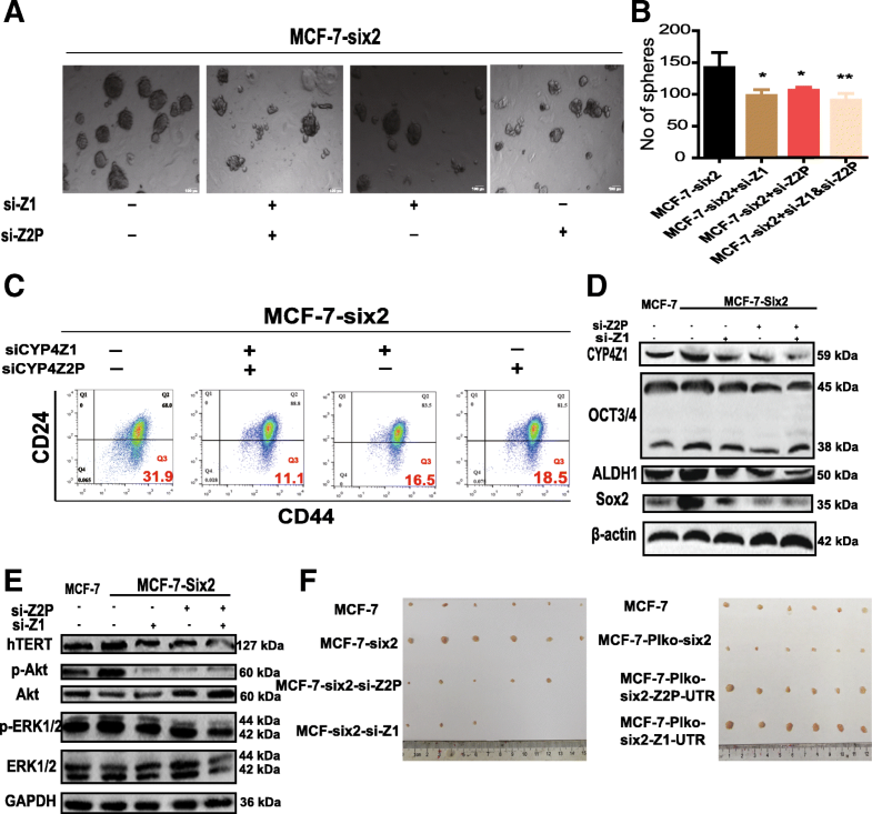 Transcriptional factor six2 promotes the competitive endogenous RNA ...