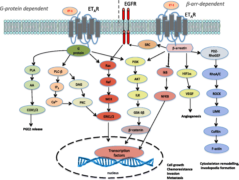 β-arrestin1 at the cross-road of endothelin-1 signaling in cancer ...