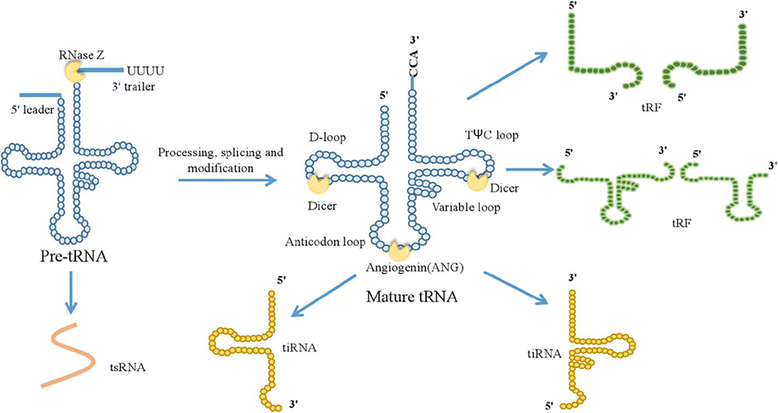 the dysregulation of trnas and trna derivatives in cancer springerlink