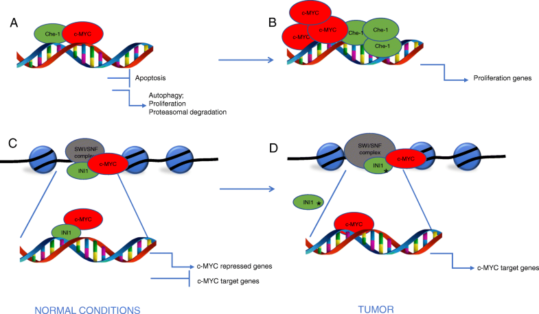 Recent advances in searching c-Myc transcriptional cofactors during ...