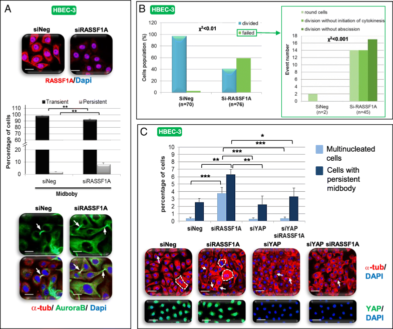 NDR2 kinase contributes to cell invasion and cytokinesis defects