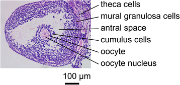 Macrophage colony-stimulating factor (M-CSF) is an intermediate in the