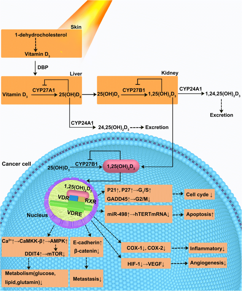 The role of vitamin D in ovarian cancer epidemiology, molecular