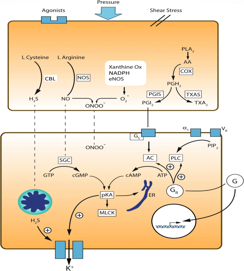 Definitions and pathophysiology of vasoplegic shock | Critical Care ...