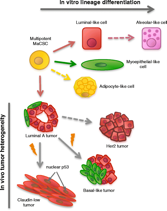 Multipotent luminal mammary cancer stem cells model tumor heterogeneity