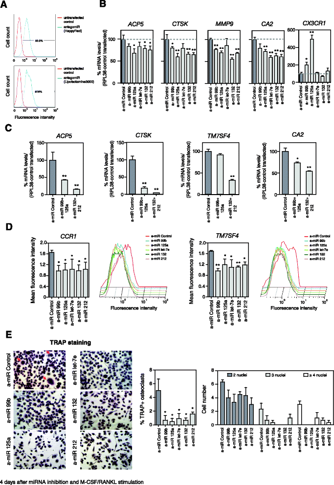 Nf Kb Direct Activation Of Micrornas With Repressive Effects On Monocyte Specific Genes Is Critical For Osteoclast Differentiation Springerlink