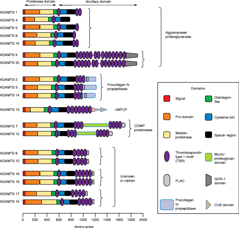 The ADAMTS A Disintegrin and Metalloproteinase with 