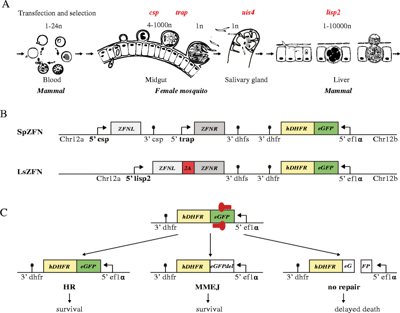 Zinc finger nucleasebased doublestrand breaks attenuate malaria