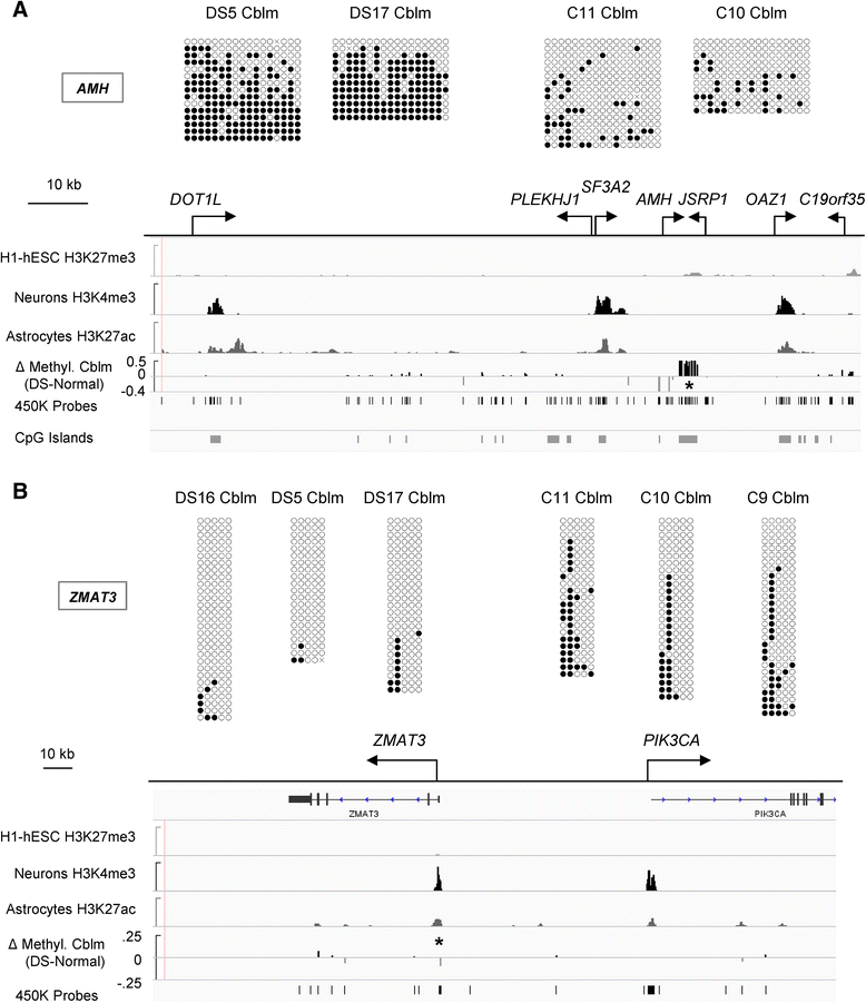 dna methylation patterns