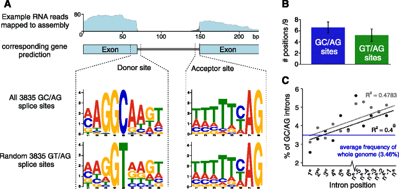 The Genome Of The Yellow Potato Cyst Nematode Globodera Rostochiensis Reveals Insights Into The Basis Of Parasitism And Virulence Springerlink
