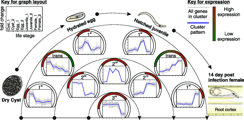 The Genome Of The Yellow Potato Cyst Nematode Globodera Rostochiensis Reveals Insights Into The Basis Of Parasitism And Virulence Springerlink