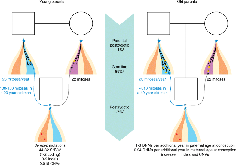New insights into the generation and role of de novo mutations in
