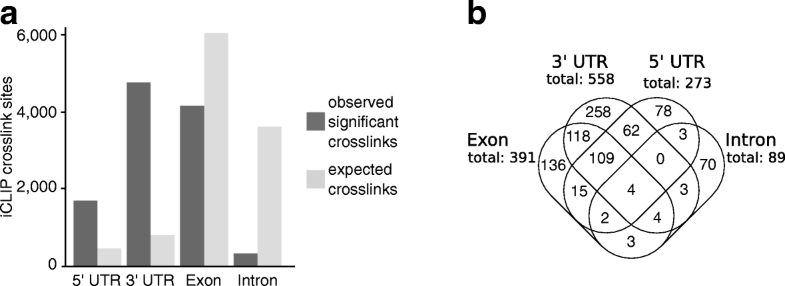 iclip genetics iclip genetics