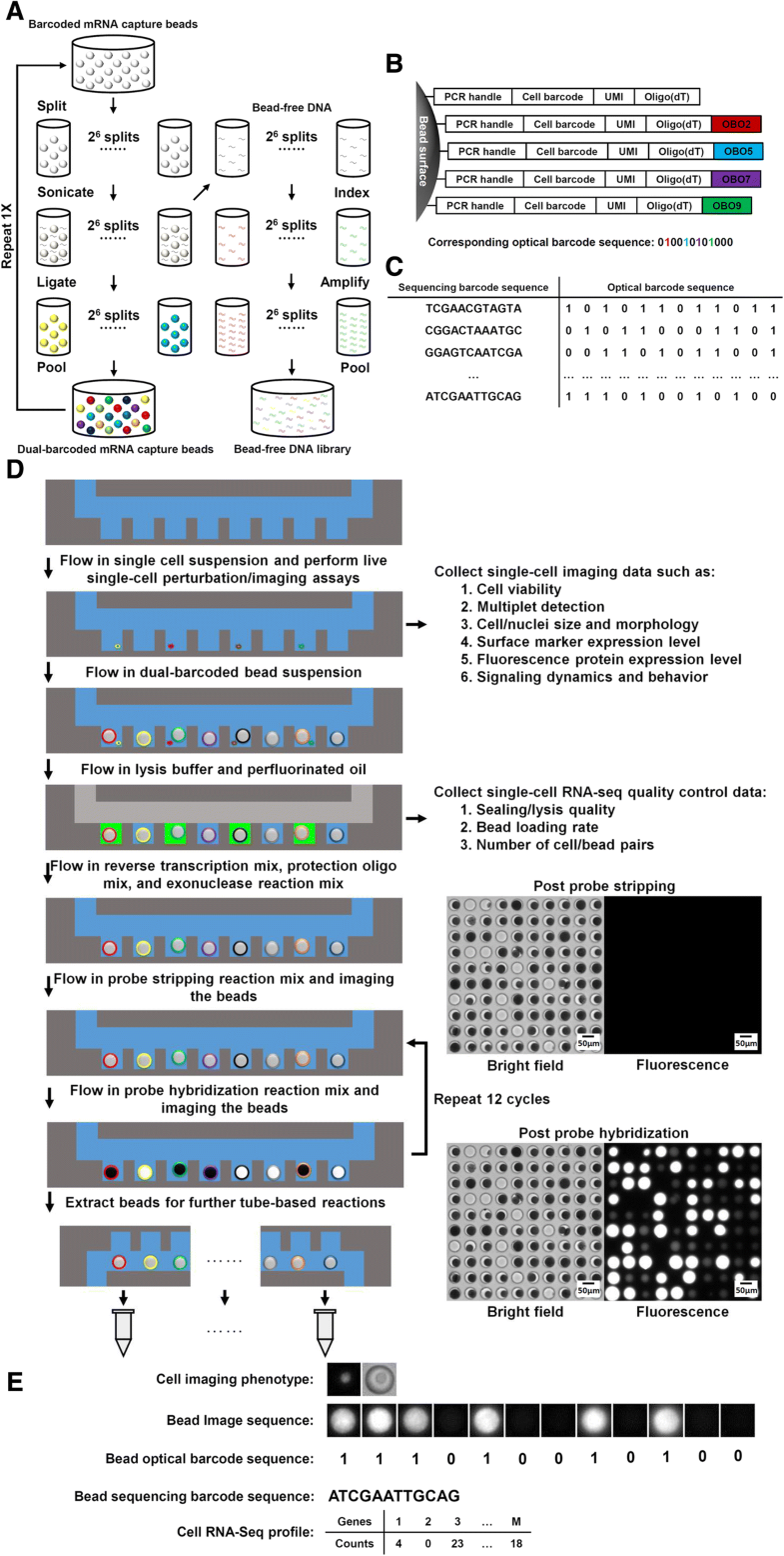 SCOPE-Seq – a scalable technology for linking live cell imaging and  single-cell RNA sequencing | RNA-Seq Blog