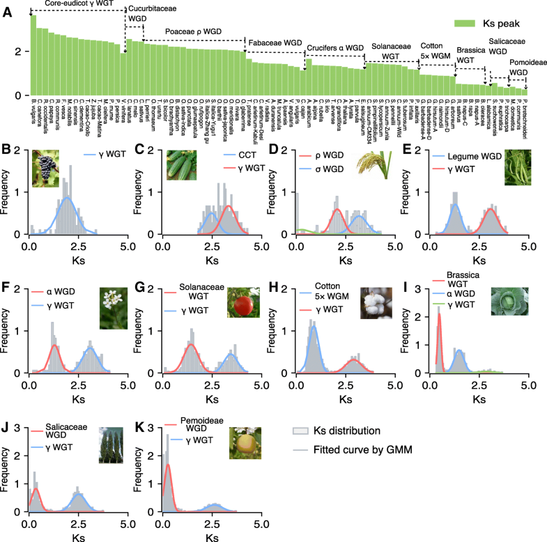 Gene duplication and evolution in recurring polyploidization