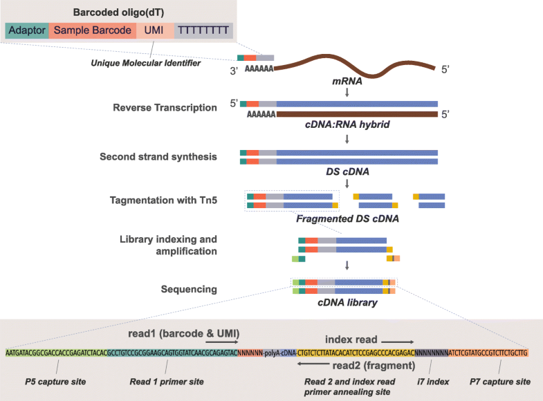 BRBseq ultraaffordable highthroughput transcriptomics enabled by bulk RNA barcoding and
