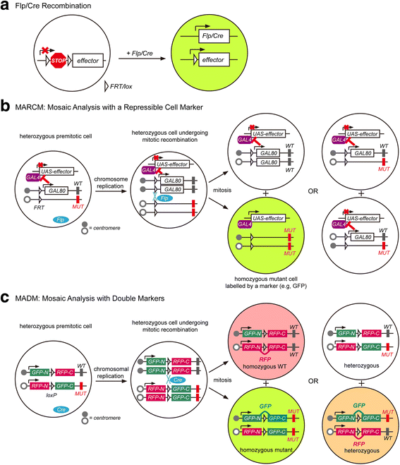Linking Neuronal Lineage And Wiring Specificity