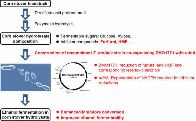 Enhancement of furan aldehydes conversion in Zymomonas mobilis by ...