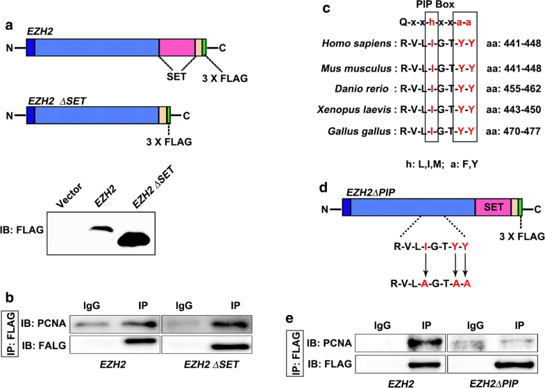 EZH2 promotes DNA replication by stabilizing interaction of POLδ and ...