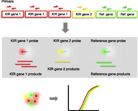 Qkat A High Throughput Qpcr Method For Kir Gene Copy Number And