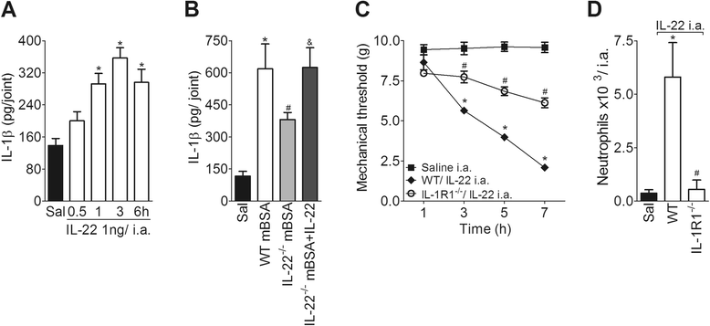Joint Production Of Il 22 Participates In The Initial Phase Of Antigen Induced Arthritis Through Il 1b Production Springerlink