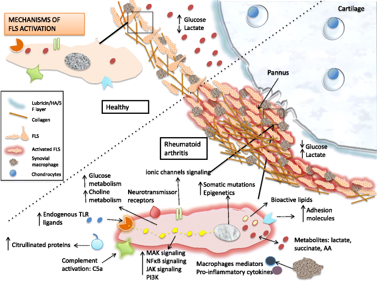 2 growth of cartilage mechanisms in Fibroblast pathogenesis the synoviocyte like metabolism